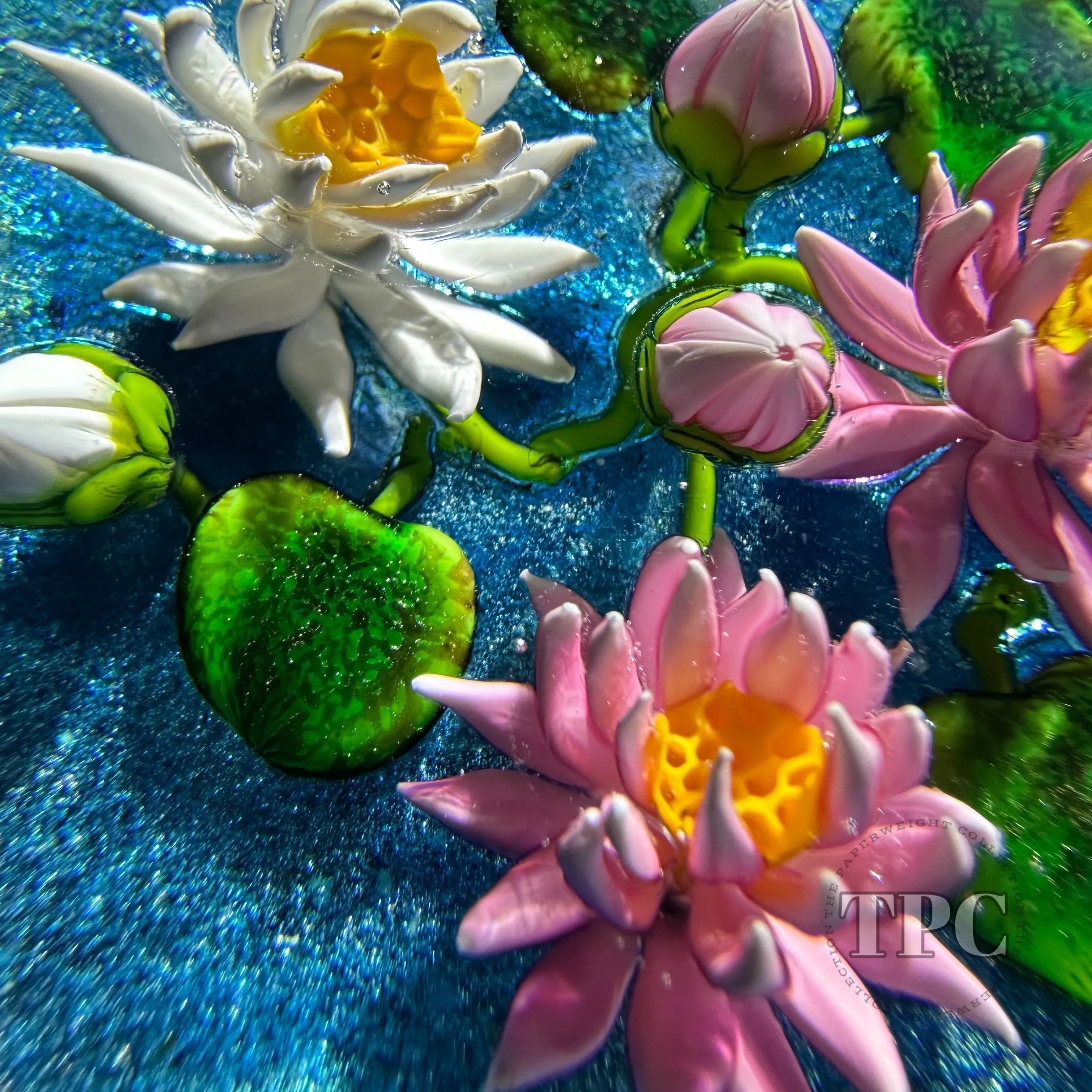 Ken Rosenfeld 2024 Glass Art Paperweight Flamework Pink & White Waterlilies