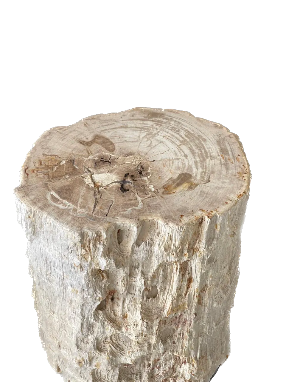 Petrified Wood Side Table VI