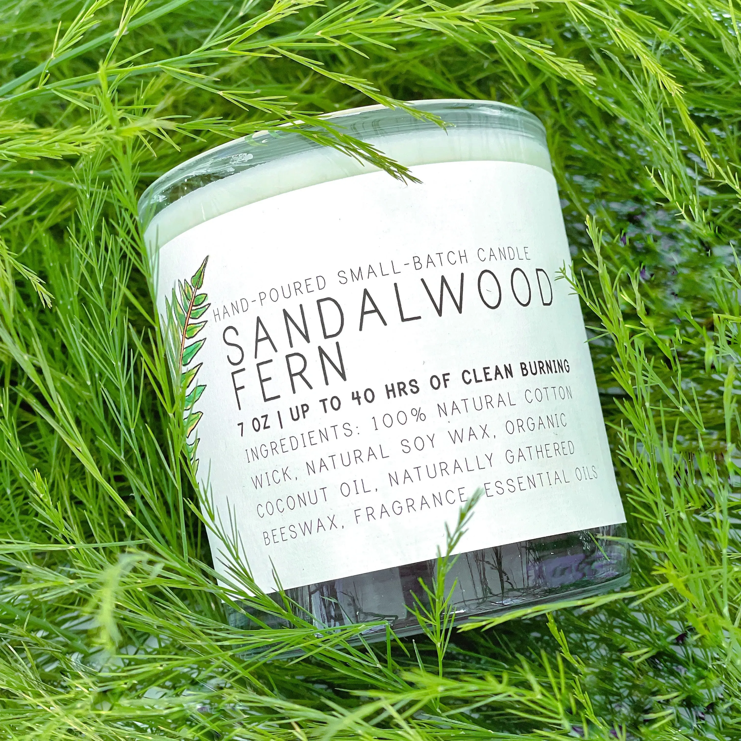 Sandalwood Fern